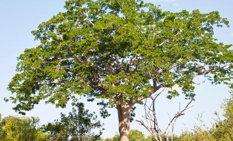 Cuban Mahogany Tree - Luxury Hardwood