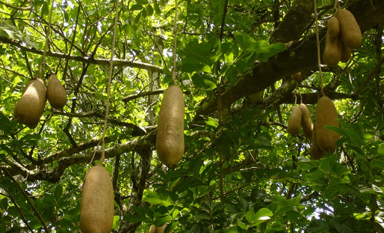 Cucumber Tree - Nature's Hidden Gem