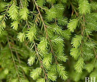 Eastern Hemlock Tree - Graceful Branches