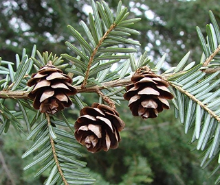 Eastern Hemlock Tree Environmental Benefits