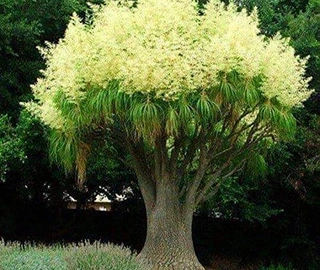 Elephant Foot Tree in Home Decor