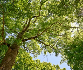 European Ash Tree Conservation