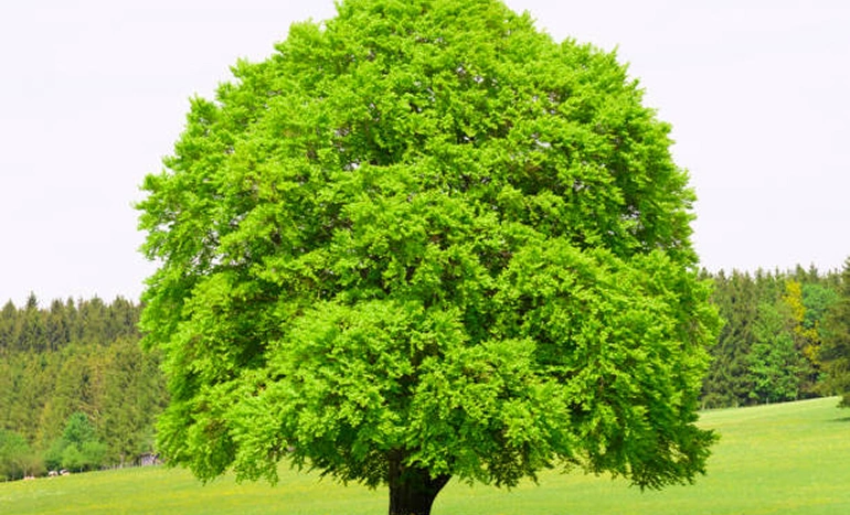 European Beech Tree - Majestic Marvel