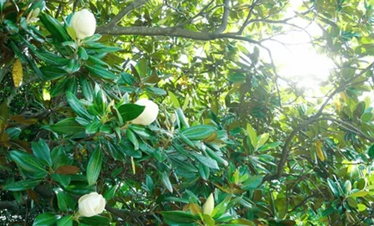 Evergreen Magnolia Tree - Stunning Beauty