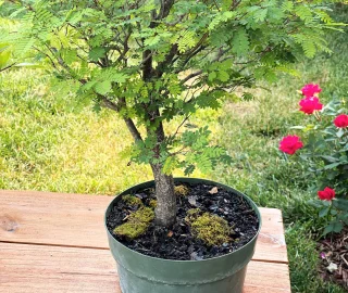 False Tamarind Tree Plantation