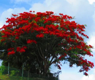 Flame of the Forest Vibrant Flowers