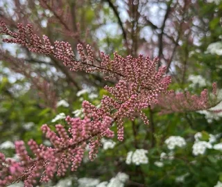 French Tamarisk Conservation Efforts