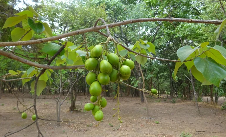 False Acacia Tree - Medicinal Plant