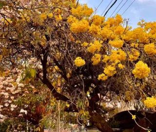 Golden Trumpet Tree Planting
