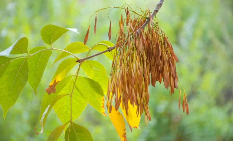False Acacia Tree - Medicinal Plant