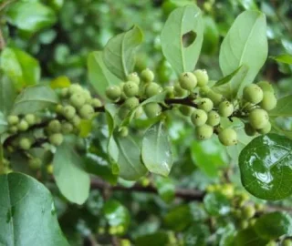 Guggal Tree Cultivation