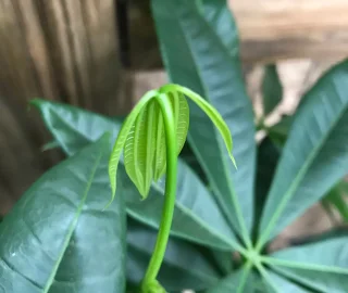 Brazil Nut Harvesting