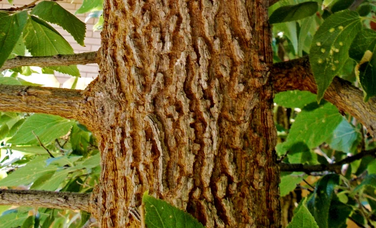 False Acacia Tree - Medicinal Plant