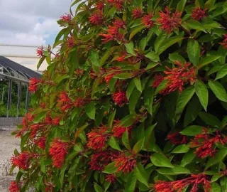 Hamellia Tree Planting