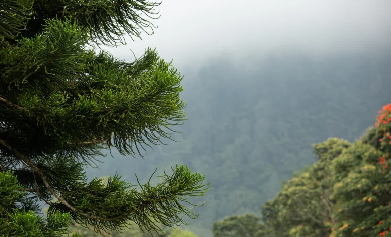 False Acacia Tree - Medicinal Plant