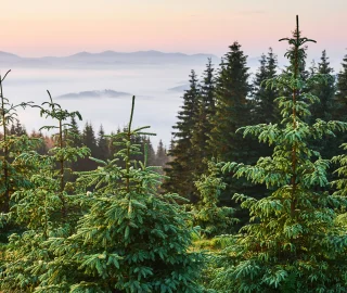 Himalayan Fir in Landscape