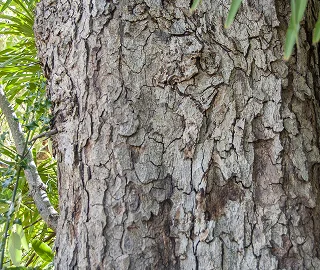 Himalayan Oak Benefits