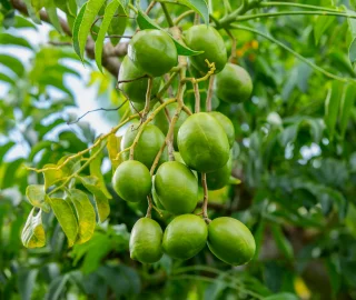 Hog Plum Benefits