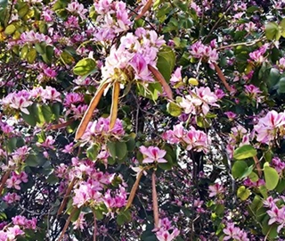 Kachnar Tree - Vibrant Blossoms