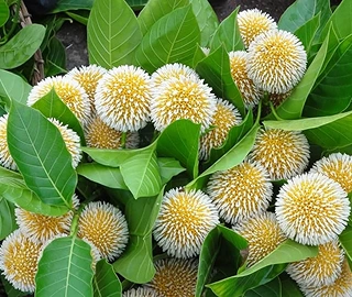 Kadamba Tree - Mythical Beauty