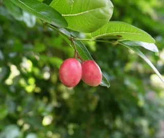 Karonda Tree - Wild Berry