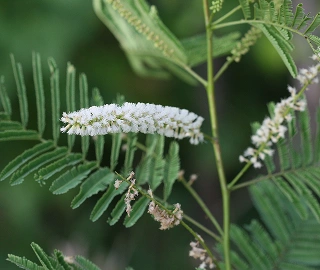 Kher Tree - Tannin-Rich Bark
