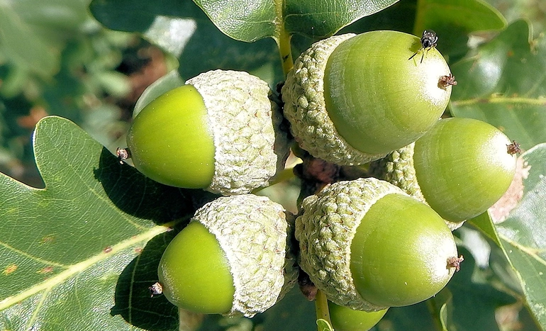 Kingswood Tree - Majestic Oak