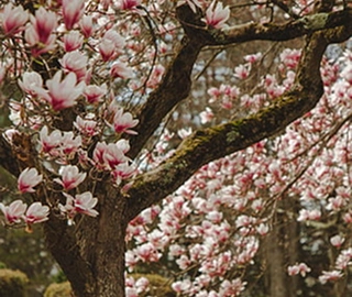 Magnolia Tree Varieties