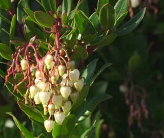 Mahua Tree Flowers - Cultural Significance