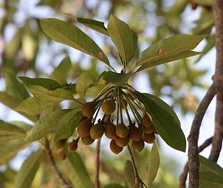 Mahua Tree Plantation