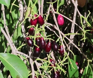 Malabar Plum Tree Fruits - Nutritional Properties