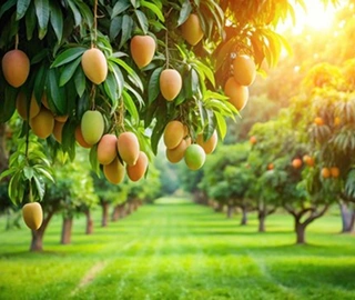 Mango Tree Fruits - Nutritional Properties