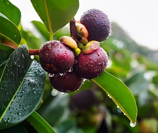 Mangosteen Tree Plantation
