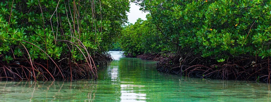 Volunteers planting mangrove saplings along a coastal mudflat