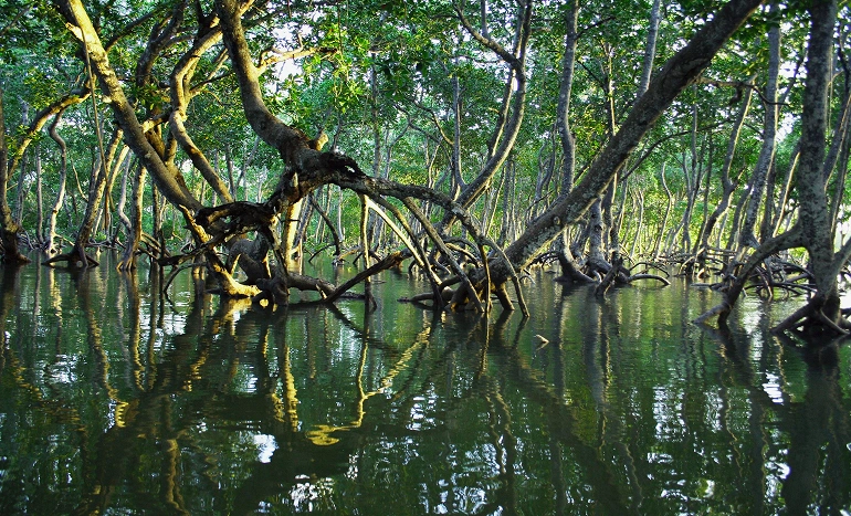 Mangroves - Guardians of the Coast