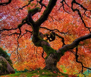 Maple Tree Plantation