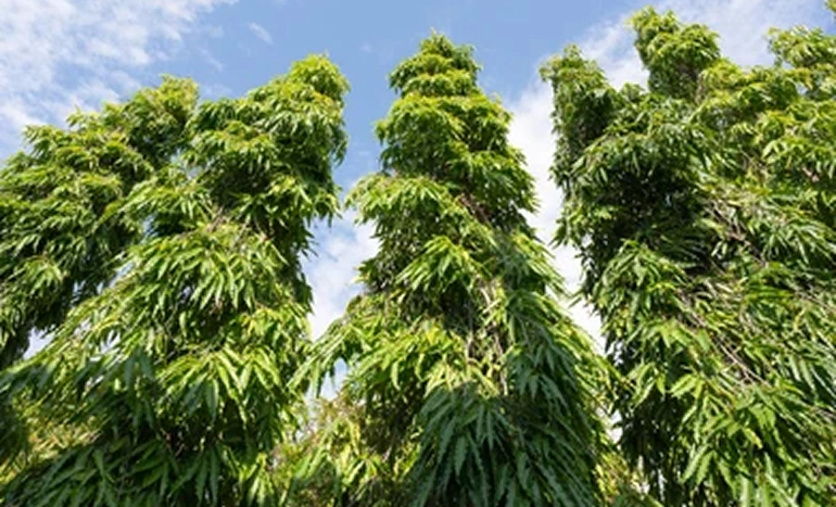 Mast Tree - Quercus acutissima