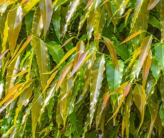 Mast Tree Acorns - Wildlife Food Source