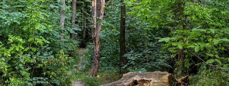 Dense Miyawaki forest thriving in an urban schoolyard or park