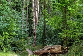 Children learning in an educational Miyawaki forest