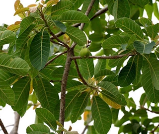 Moha Tree Plantation