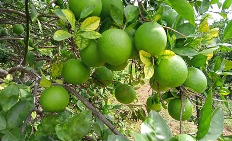 Mosambi Tree - Sweet Citrus