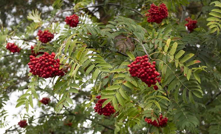 Mountain Ash Tree - Stunning Beauty