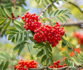 Mountain Ash Tree - Towering Beauty