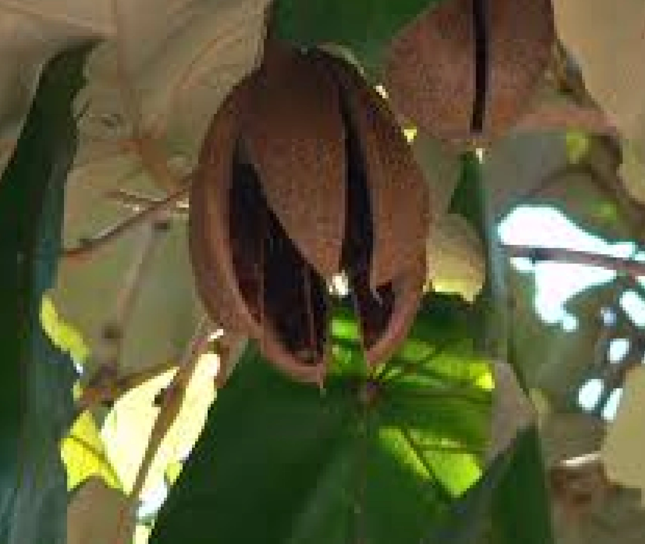 Muchkand Tree Flowers - Medicinal Properties