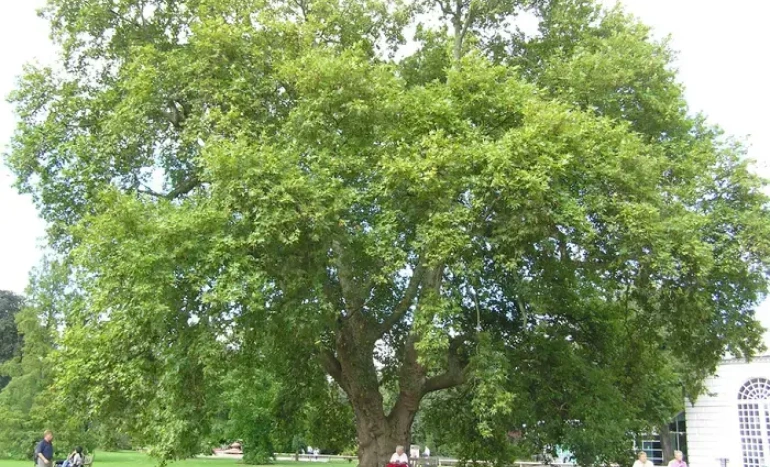Oriental Plane Tree - Majestic Beauty