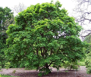 Painted Maple Tree - Vibrant Colors