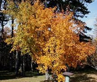 Painted Maple Tree Environmental Benefits
