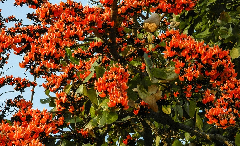 Palash Tree - Blossoming Tapestry