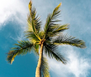 Palm Tree - Tropical Beauty